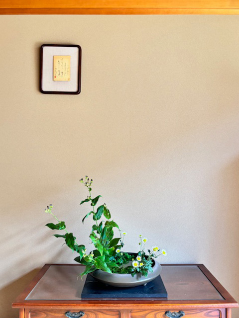 日陰（ヒカゲ）